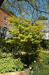 Coral Bark Japanese Maple (Acer palmatum 'Sango Kaku') at Glasshouse Nursery
