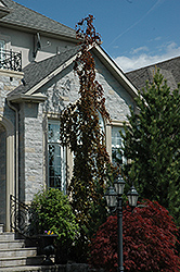 Purple Fountain Beech (Fagus sylvatica 'Purple Fountain') at Glasshouse Nursery