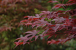 Fireglow Japanese Maple (Acer palmatum 'Fireglow') at Glasshouse Nursery