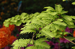Gold Rush Dawn Redwood (Metasequoia glyptostroboides 'Ogon') at Glasshouse Nursery
