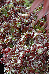 Icicle Hens And Chicks (Sempervivum 'Icicle') at Glasshouse Nursery