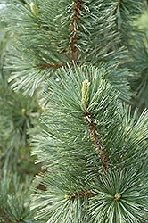 Vanderwolf's Pyramid Pine (Pinus flexilis 'Vanderwolf's Pyramid') at Glasshouse Nursery