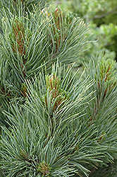 Blue Swiss Stone Pine (Pinus cembra 'Glauca') at Glasshouse Nursery