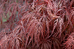 Crimson Queen Japanese Maple (Acer palmatum 'Crimson Queen') at Glasshouse Nursery