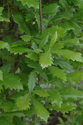 Regal Prince English Oak (Quercus 'Regal Prince') at Glasshouse Nursery