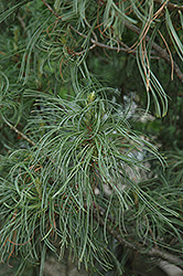 Twisted White Pine (Pinus strobus 'Contorta') at Glasshouse Nursery
