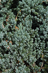 Meyer Juniper (Juniperus squamata 'Meyeri') at Glasshouse Nursery