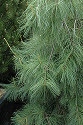 Weeping White Pine (Pinus strobus 'Pendula') at Glasshouse Nursery