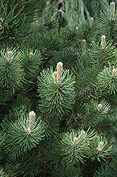 Oregon Green Austrian Pine (Pinus nigra 'Oregon Green') at Glasshouse Nursery