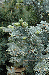 Candicans White Fir (Abies concolor 'Candicans') at Glasshouse Nursery