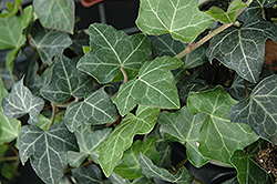 Baltic Ivy (Hedera helix 'Baltica') at Glasshouse Nursery