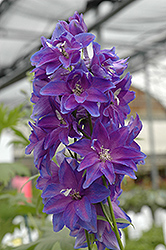 Guardian Early Blue Larkspur (Delphinium 'Guardian Early Blue') at Glasshouse Nursery