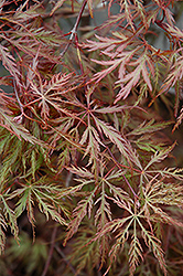 Inaba Shidare Cutleaf Japanese Maple (Acer palmatum 'Inaba Shidare') at Glasshouse Nursery