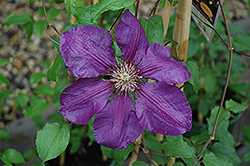 Gypsy Queen Clematis (Clematis 'Gypsy Queen') at Glasshouse Nursery