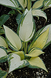 Remember Me Hosta (Hosta 'Remember Me') at Glasshouse Nursery