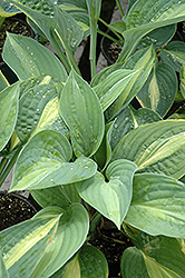 Striptease Hosta (Hosta 'Striptease') at Glasshouse Nursery