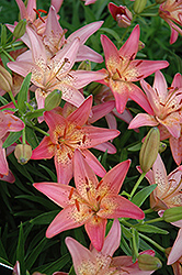Pink Pixie Lily (Lilium 'Pink Pixie') at Glasshouse Nursery