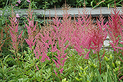 Visions in Pink Chinese Astilbe (Astilbe chinensis 'Visions in Pink') at Glasshouse Nursery