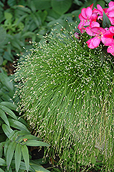 Fiber Optic Grass (Isolepis cernua) at Glasshouse Nursery