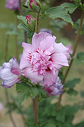 Ardens Rose of Sharon (Hibiscus syriacus 'Ardens') at Glasshouse Nursery