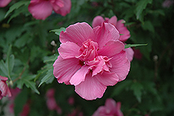 Lucy Rose Of Sharon (Hibiscus syriacus 'Lucy') at Glasshouse Nursery