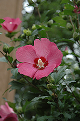 Woodbridge Rose of Sharon (Hibiscus syriacus 'Woodbridge') at Glasshouse Nursery