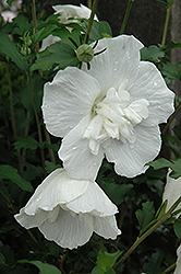 White Chiffon Rose of Sharon (Hibiscus syriacus 'Notwoodtwo') at Glasshouse Nursery