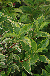 Goldrush Weigela (Weigela florida 'Goldrush') at Glasshouse Nursery