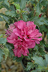 Collie Mullins Rose Of Sharon (Hibiscus syriacus 'Collie Mullins') at Glasshouse Nursery