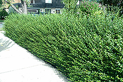 Amur Privet (Ligustrum amurense) at Glasshouse Nursery