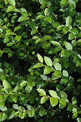 Amur Privet (Ligustrum amurense) at Glasshouse Nursery