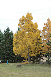 European Larch (Larix decidua) at Glasshouse Nursery