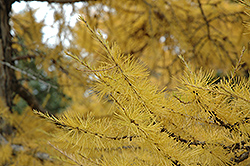 European Larch (Larix decidua) at Glasshouse Nursery