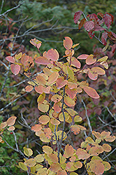 Saskatoon (Amelanchier alnifolia) at Glasshouse Nursery