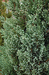 Mountbatten Juniper (Juniperus chinensis 'Mountbatten') at Glasshouse Nursery
