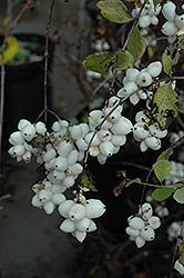 Snowberry (Symphoricarpos albus) at Glasshouse Nursery