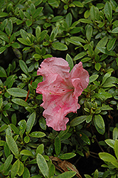Gumpo Pink Azalea (Rhododendron 'Gumpo Pink') at Glasshouse Nursery