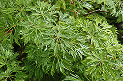 Green Cascade Maple (Acer japonicum 'Green Cascade') at Glasshouse Nursery