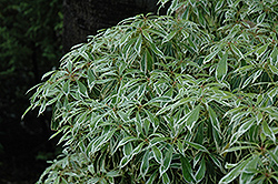 Variegated Japanese Pieris (Pieris japonica 'Variegata') at Glasshouse Nursery