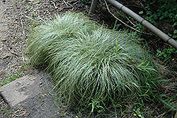 New Zealand Hair Sedge (Carex comans 'Frosted Curls') at Glasshouse Nursery