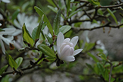 Pink Star Magnolia (Magnolia stellata 'Rosea') at Glasshouse Nursery