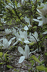White Saucer Magnolia (Magnolia x soulangeana 'Alba') at Glasshouse Nursery