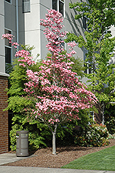 Cherokee Brave Flowering Dogwood (Cornus florida 'Cherokee Brave') at Glasshouse Nursery