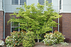 Seiryu Japanese Maple (Acer palmatum 'Seiryu') at Glasshouse Nursery