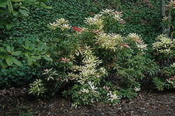 Forest Flame Japanese Pieris (Pieris japonica 'Forest Flame') at Glasshouse Nursery