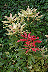 Forest Flame Japanese Pieris (Pieris japonica 'Forest Flame') at Glasshouse Nursery