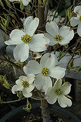 Cherokee Daybreak Flowering Dogwood (Cornus florida 'Cherokee Daybreak') at Glasshouse Nursery