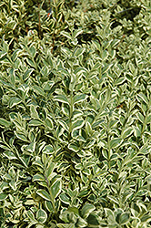 Variegated Boxwood (Buxus sempervirens 'Elegantissima') at Glasshouse Nursery