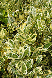 Silver King Euonymus (Euonymus japonicus 'Silver King') at Glasshouse Nursery