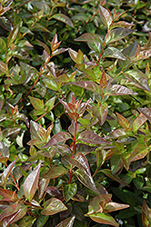 Edward Goucher Abelia (Abelia x grandiflora 'Edward Goucher') at Glasshouse Nursery